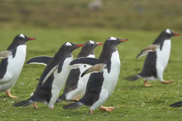 Gentoo Penguins Pygoscelis Papua Tornando Alla Loro Colonia Attraverso Erba — Foto Stock