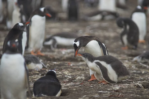 Ezelspinguïn Pygoscelis Papua Interactie Met Zijn Chick Bleaker Eiland Falklandeilanden — Stockfoto