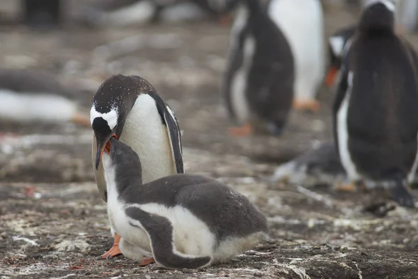 Gentoo Penguin Pygoscelis Papua Regurgituje Potraviny Krmení Kuřat Ostrově Bleaker — Stock fotografie