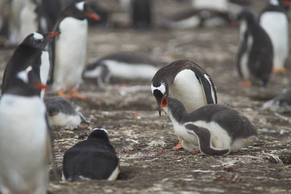 Gentoo Penguin Pygoscelis Papua Regurgitando Alimentos Para Alimentar Polluelo Isla —  Fotos de Stock