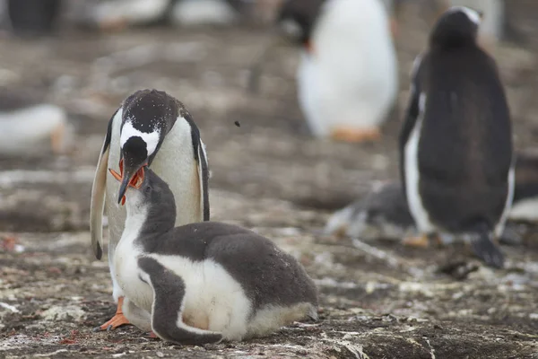 Gentoo Penguin Pygoscelis Papua Visszaöklendezi Élelmiszert Hogy Etesse Fiókáját Falkland — Stock Fotó