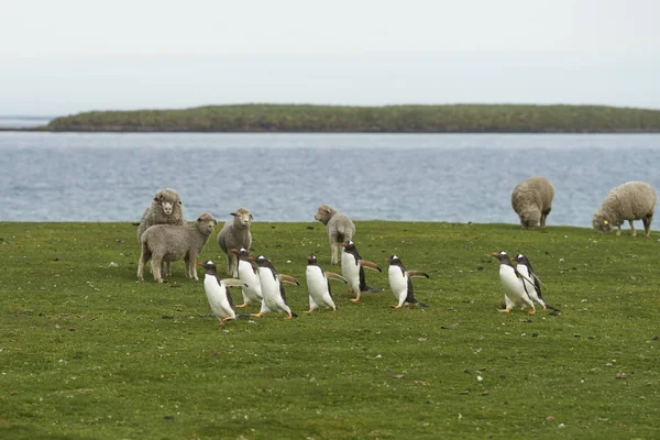 Gentoo Penguins Pygoscelis Papua Pasan Grupo Ovejas Mientras Caminan Regreso —  Fotos de Stock