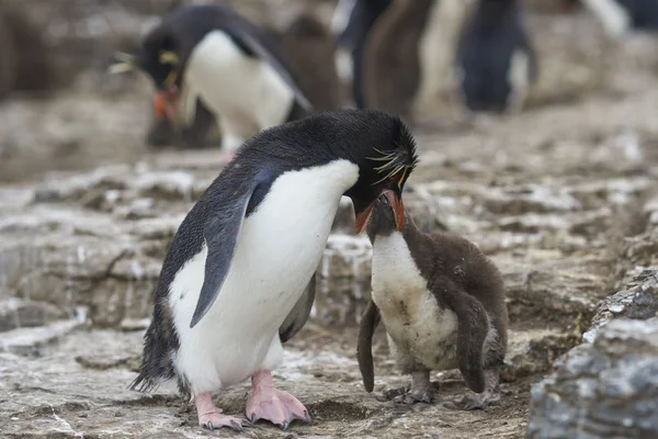 Dorosły Pingwin Rockhopper Eudyptes Chrysocome Karmi Prawie Pełni Dorosłą Pisklę — Zdjęcie stockowe