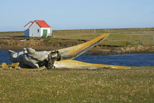 Vecchie Ossa Balena Distese Sulla Costa Dell Isola Bleaker Nelle — Foto Stock