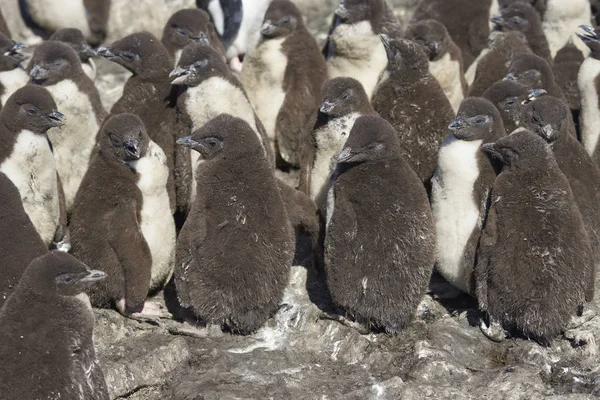 Νεοσσοί Rockhopper Penguin Eudyptes Chrysocome Συνωστίζονται Μαζί Μια Ρωγμή Στο — Φωτογραφία Αρχείου