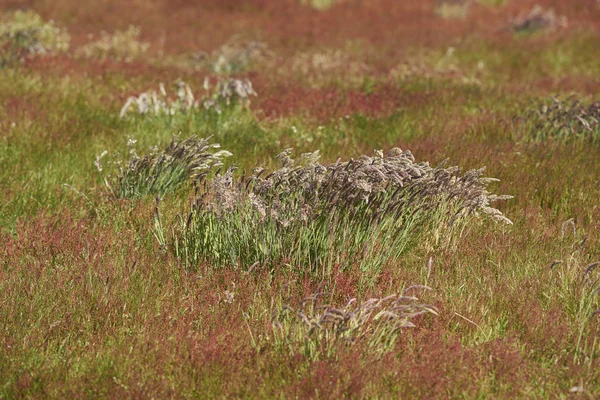 Kleurrijk Grassen Groeien Bleaker Eiland Falklandeilanden — Stockfoto