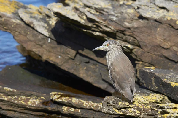 Noční Volavka Černá Nycticorax Nycticorax Falklandicus Lovící Mezi Skalními Jezírky — Stock fotografie