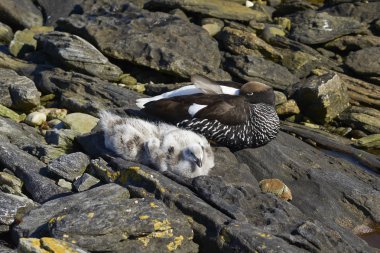 Falkland Adaları 'ndaki Carcass Adası' nın kayalık kıyılarında dişi yosun (Chloephaga hybrida malvinarum) yavruları.