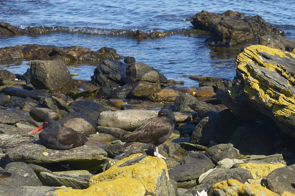 福克兰群岛Carcass岛岩石海岸上的黑鱼Oystercatchers Haematopus Ater — 图库照片