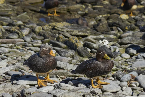 Par Patos Falkland Steamer Tachyeres Brachypterus Uma Praia Rochosa Ilha — Fotografia de Stock