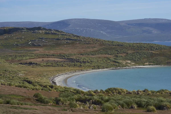 Coast Sea Lion Island Falkland Islands — Stock Photo, Image