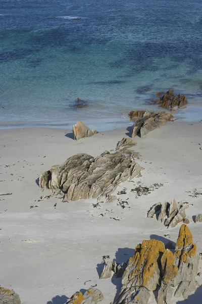 福克兰群岛的屠体岛上有地衣覆盖岩石的白色沙滩 — 图库照片