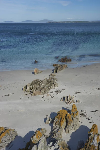 福克兰群岛的屠体岛上有地衣覆盖岩石的白色沙滩 — 图库照片