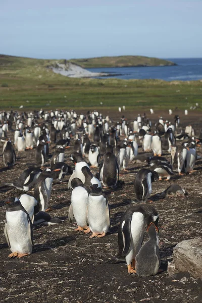 Breeding Colony Gentoo Penguins Pygoscelis Papua Carcass Island Falkland Islands — Stock Photo, Image