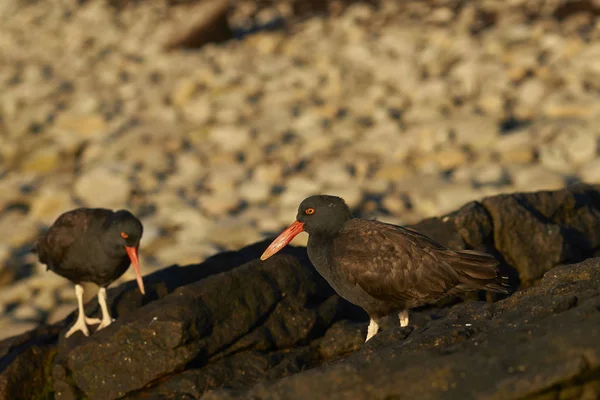 Μαύροι Κυνηγοί Στρειδιών Haematopus Ater Στη Βραχώδη Ακτή Της Νήσου — Φωτογραφία Αρχείου