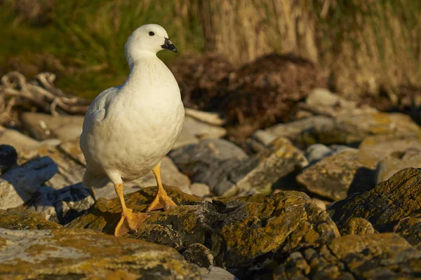 Oie Varech Mâle Chloephaga Hybrida Malvinarum Debout Sur Plage Île — Photo