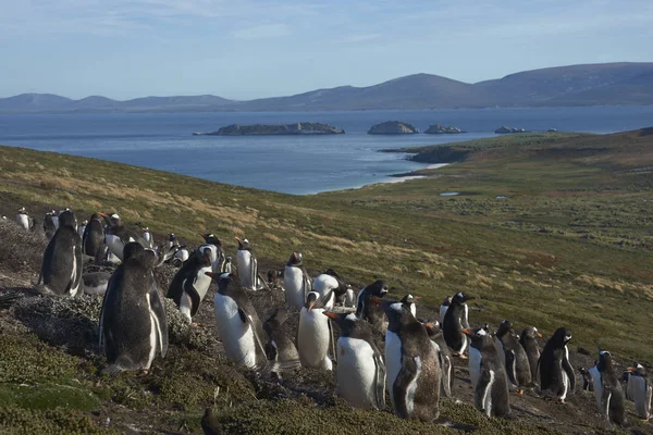 Kweekkolonie Ezelspinguïns Pygoscelis Papua Carcass Island Falklandeilanden — Stockfoto