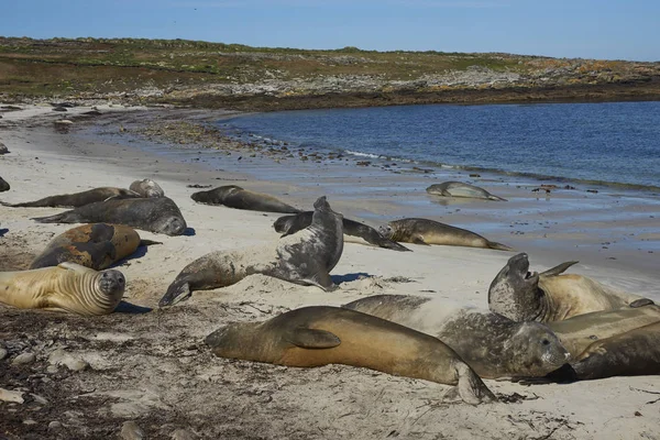 Selos Elefantes Sul Mirounga Leonina Costa Ilha Carcaça Nas Ilhas — Fotografia de Stock