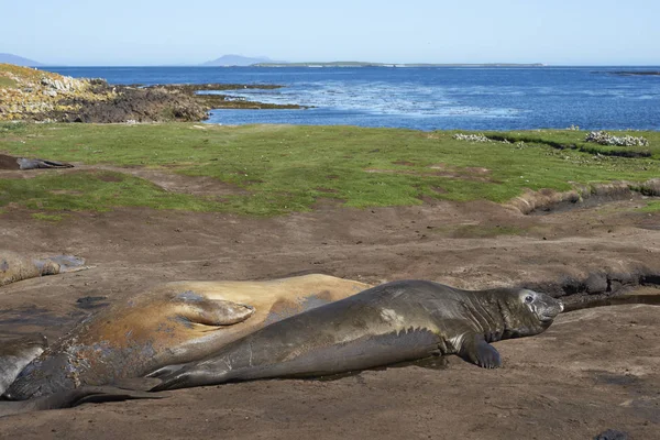 Selos Elefantes Sul Mirounga Leonina Escorrer Numa Corrente Lamacenta Ilha — Fotografia de Stock