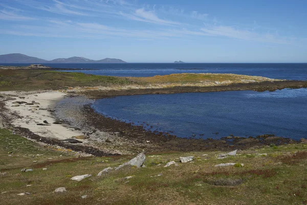 Zuidelijke Zeeolifanten Mirounga Leonina Aan Kust Van Carcass Island Falklandeilanden — Stockfoto