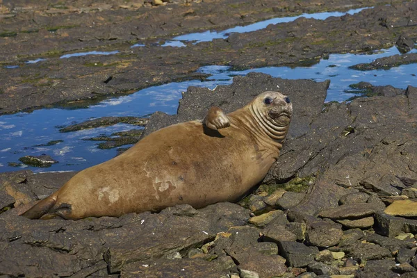 Foca Elefante Del Sur Mirounga Leonina Costa Isla Carcass Las — Foto de Stock