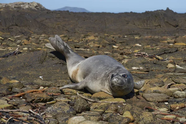 Foca Elefante Del Sur Mirounga Leonina Costa Isla Carcass Las — Foto de Stock