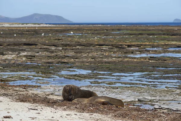 Dvojice Southern Sea Lion Otaria Flavescens Ostrově Pobřeží Jatečně Upraveného — Stock fotografie