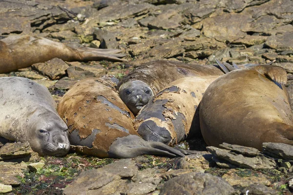 Southern Elephant Seals Mirounga Leonina Coast Carcass Island Falkland Islands — Stock Photo, Image
