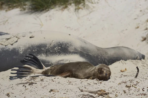 Jeune Lion Mer Sud Otaria Flavescens Couché Côté Groupe Éléphants — Photo