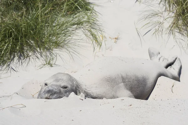 Zuidelijke Zeeolifant Mirounga Leonina Rusten Duinen Karkas Eiland Falklandeilanden — Stockfoto