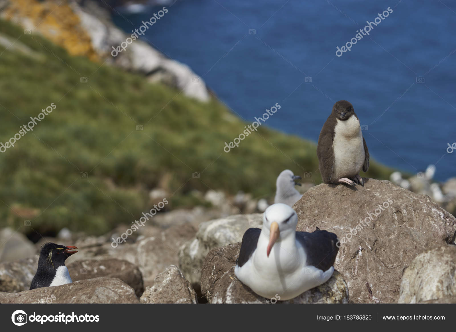 Black Browed Albatross Thalassarche Melanophrys Nesting Alongside
