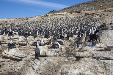 Falkland Adaları 'ndaki Carcass Adası kıyısındaki Imperial Shag (Phalacrocorax atriceps albiventer) kolonisi..