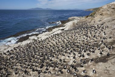 Falkland Adaları 'ndaki Carcass Adası kıyısındaki Imperial Shag (Phalacrocorax atriceps albiventer) kolonisi..
