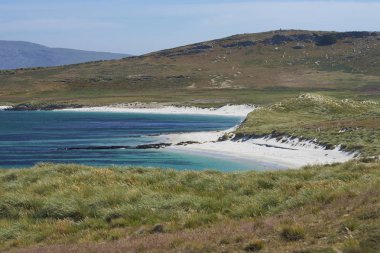 Falkland Adaları 'ndaki Leopar Sahili' nin beyaz kumları ve mavi suları.