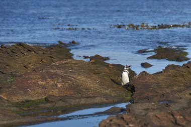 Magellanic Penguin coming ashore on Sea Lion Island in the Falkland Islands.