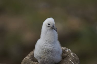 Uçurumların üzerinde yuva West Point Island Falkland Adaları'nda oturan civciv, siyah kaşlı Albatros (Thalassarche melanophrys).