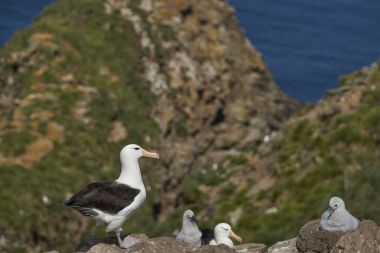 Kara kaşlı Albatros (Thalassarche melanophrys) West Point Island Falkland Adaları'nda kayalıklarla iç içe kolonisi.