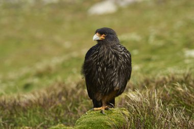 Rock Falkland Adaları West Point adada çizgili Caracara (Phalcoboenus australis) bir moss ayakta kaplı.