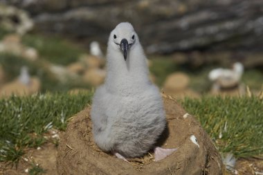 Uçurumların üzerinde yuva West Point Island Falkland Adaları'nda oturan civciv, siyah kaşlı Albatros (Thalassarche melanophrys).