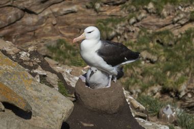 Kara kaşlı Albatros (Thalassarche melanophrys) onun civciv de West Point Island Falkland Adaları'nda uçurumların üzerinde bir yuva bakimi.