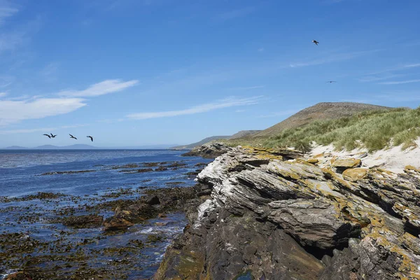 福克兰群岛Carcass岛北部岩石海岸 — 图库照片