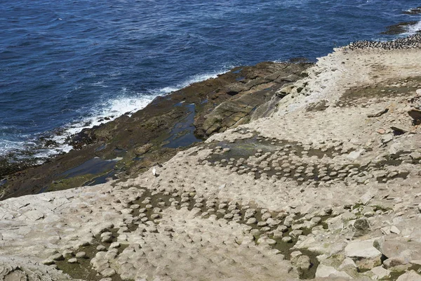 Grande Colonie Reproduction Imperial Shag Phalacrocorax Atriceps Albiventer Sur Côte — Photo