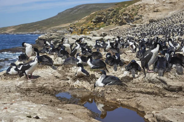 Stora Avelskolonin Imperial Shag Phalacrocorax Atriceps Albiventer Vid Kusten Carcass — Stockfoto