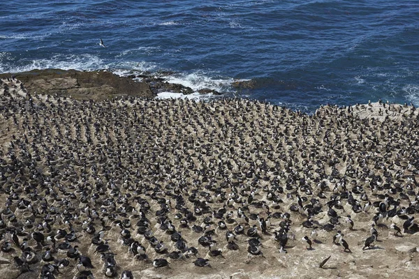 Velká Chovná Kolonie Imperial Shag Phalacrocorax Atriceps Albiventer Pobřeží Ostrova — Stock fotografie