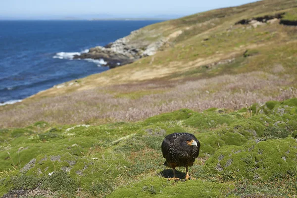 Strimmig Caracara Phalcoboenus Australis Stående Klipporna Carcass Island Falklandsöarna — Stockfoto