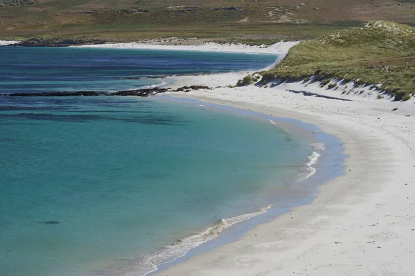 Bílé Písky Modré Vody Pláže Leopard Ostrově Carcass Falklandských Ostrovech — Stock fotografie