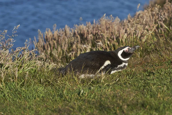 Pingouin Magellan Spheniscus Magellanicus Couché Dans Herbe Sur Côte Île — Photo