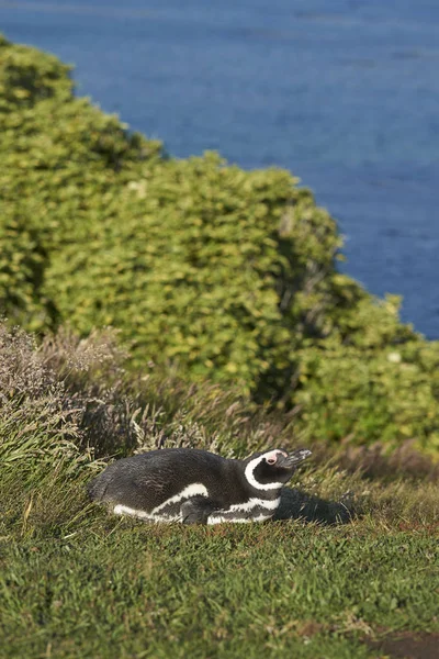 Magelhaenpinguïn Spheniscus Magellanicus Liggen Het Gras Het Eiland Van Kust — Stockfoto