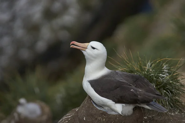 Albatros Bractées Noires Thalassarche Melanophrys Nichant Sur Les Falaises Île — Photo
