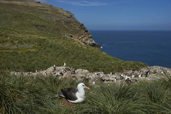 Svartbrynad Albatross Thalassarche Melanophrys Häckar Klippor West Point Island Falklandsöarna — Stockfoto